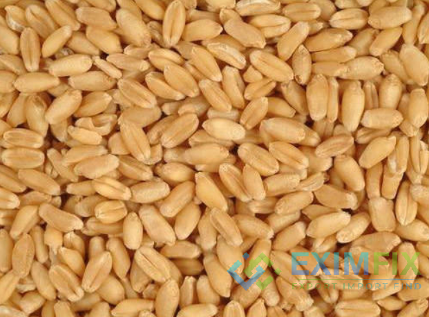 Wheat Grade